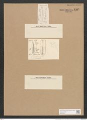 Nitzschia perpusilla Rabh. (de-Toni-Nr.: Genus 47, Species 2138) Zeichnungen Sammlung Grunow Nr. 4307 (NHMW-BOT-W0372327)